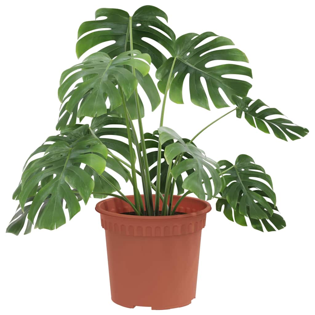 Rund Blomkruka 6 pcs Murgrön Ø 12,5 x 10 cm Plast