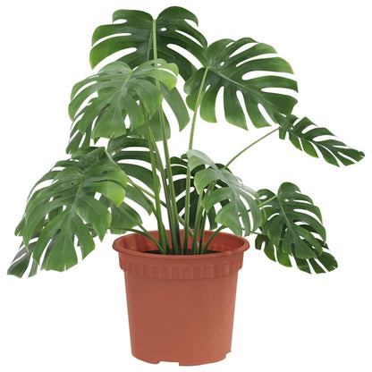 Rund Blomkruka 6 pcs Murgrön Ø 12,5 x 10 cm Plast