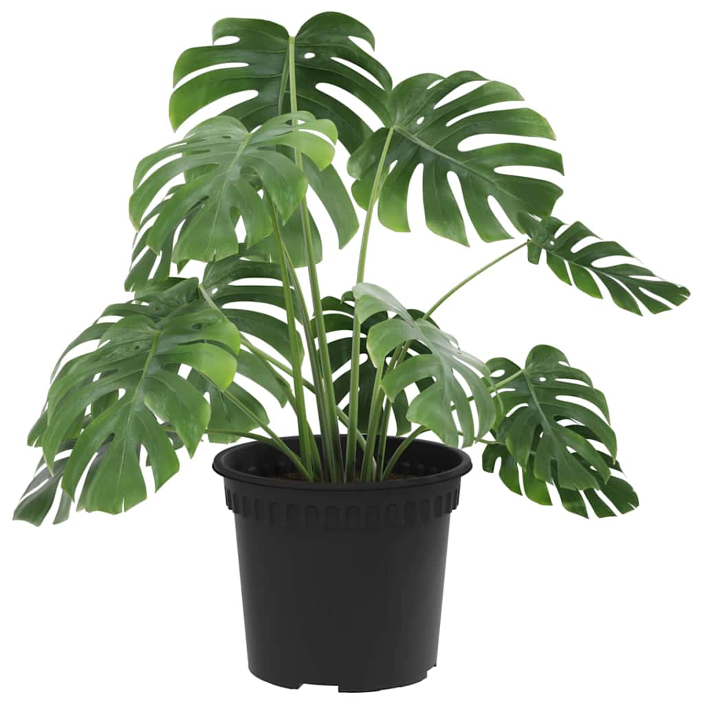Rund Blomkruka 6 pcs Svart Ø 12,5 x 10 cm Plast