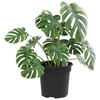Rund Blomkruka 6 pcs Svart Ø 15 x 12 cm Plast