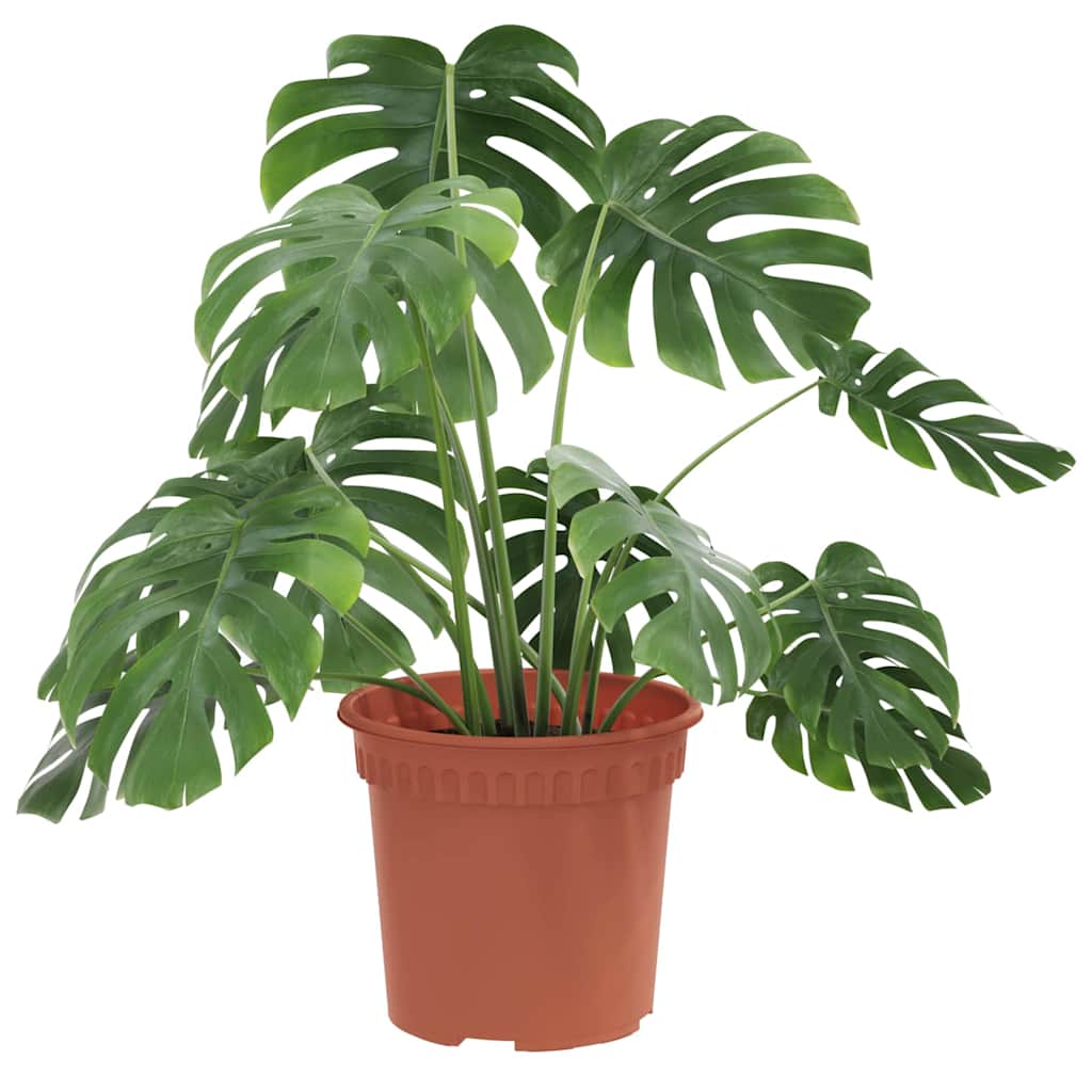 Rund Blomkruka 24 pcs Murgrön Ø 15 x 12 cm Plast