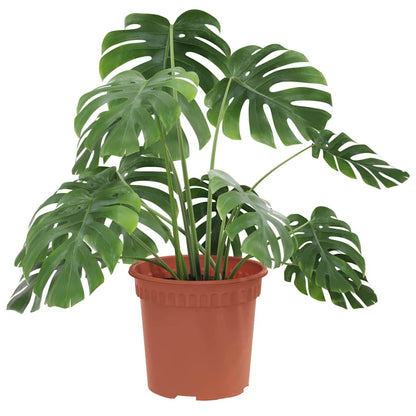 Rund Blomkruka 24 pcs Murgrön Ø 15 x 12 cm Plast
