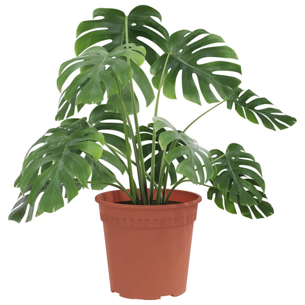 Rund Blomkruka 24 pcs Murgrön Ø 19 x 16 cm Plast