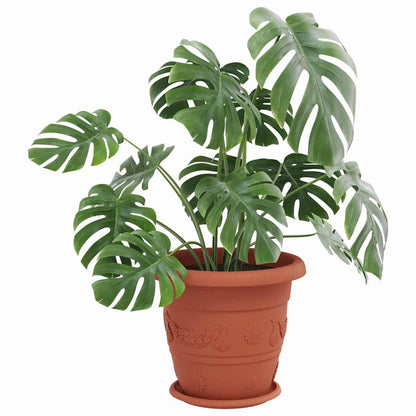 Rund Blomkruka 6 pcs Murgrön Ø 27 x 2,5 cm Plast