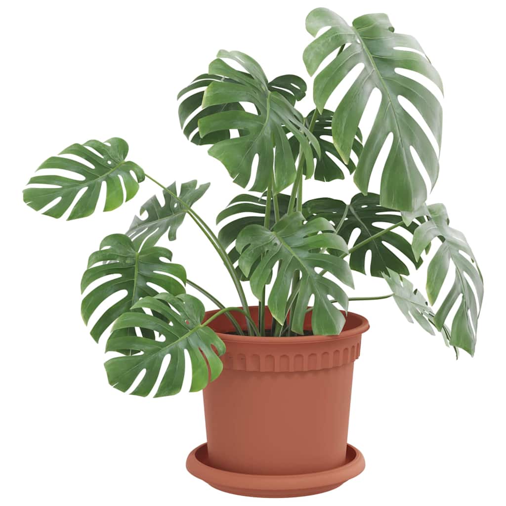 Rund Blomkruka 24 pcs Murgrön Ø 14 x 2 cm Plast