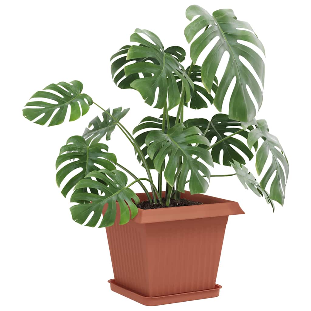 Fyrkantig Blomkruka 6 pcs Murgrön 25,5 x 25,5 x 2,5 cm Plast