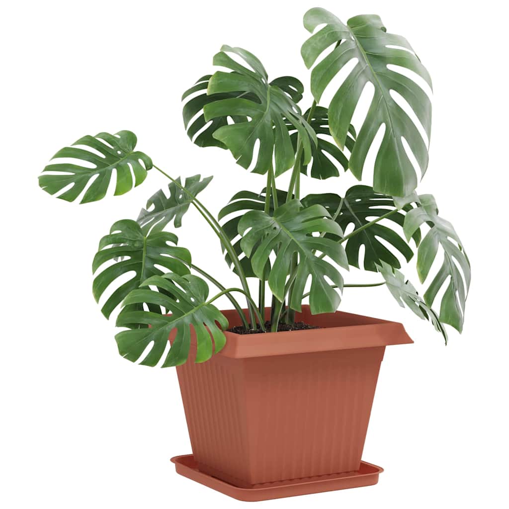 Fyrkantig Blomkruka 6 pcs Murgrön 32 x 32 x 2,5 cm Plast