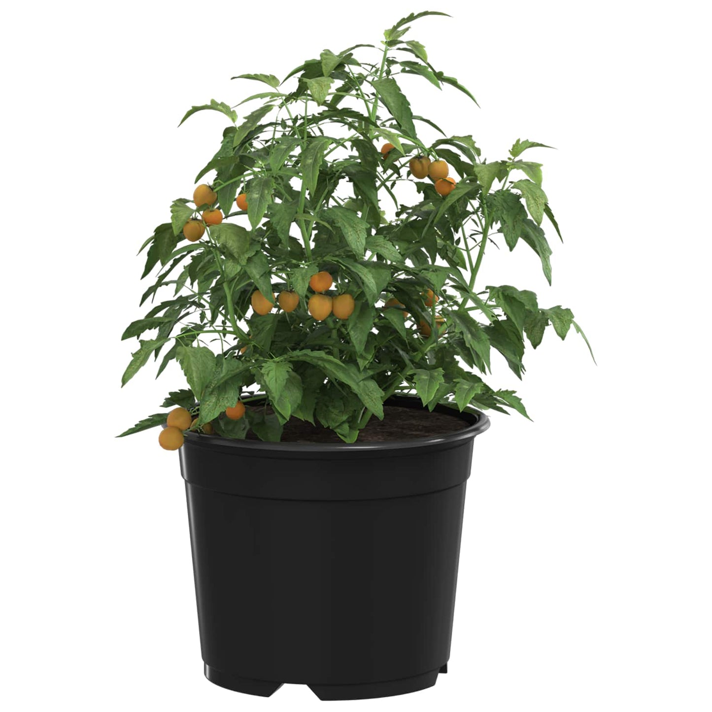 Rund Blomkruka 50 pcs Svart Ø 10 x 8 cm Plast