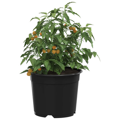 Rund Blomkruka 200 pcs Svart Ø 10 x 8 cm Plast