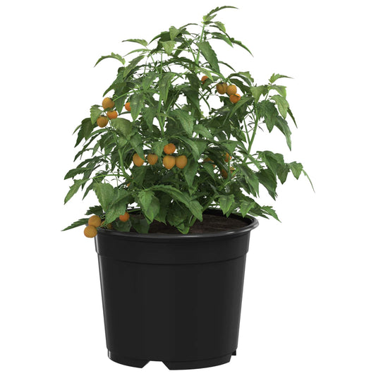 Rund Blomkruka 200 pcs Svart Ø 10 x 8 cm Plast