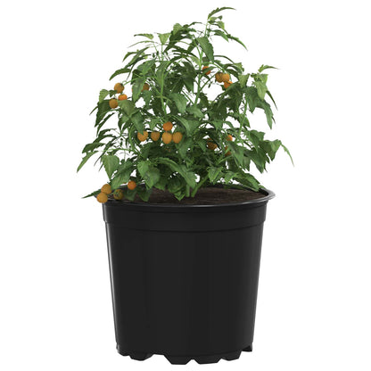 Blomkruka 200 pcs Svart Ø 15 x 13 cm Plast